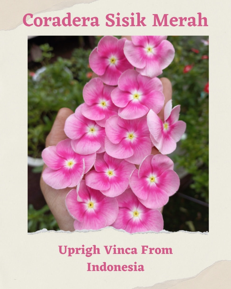 Vinca Pink Blush & Coradera Sisik Merah Varietas Premium (1 pack contain 100,50 & 20 Seeds)