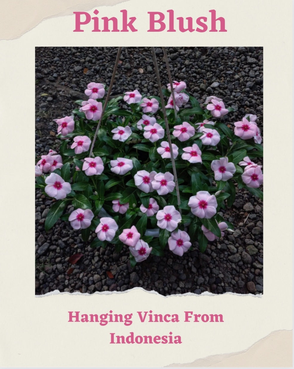 Vinca Pink Blush & Coradera Sisik Merah Varietas Premium (1 pack contain 100,50 & 20 Seeds)