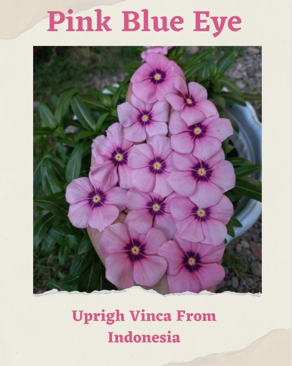 Vinca Pink Blue Eye & Peach Dot (1 pack contain 100,50 & 20 Seeds)