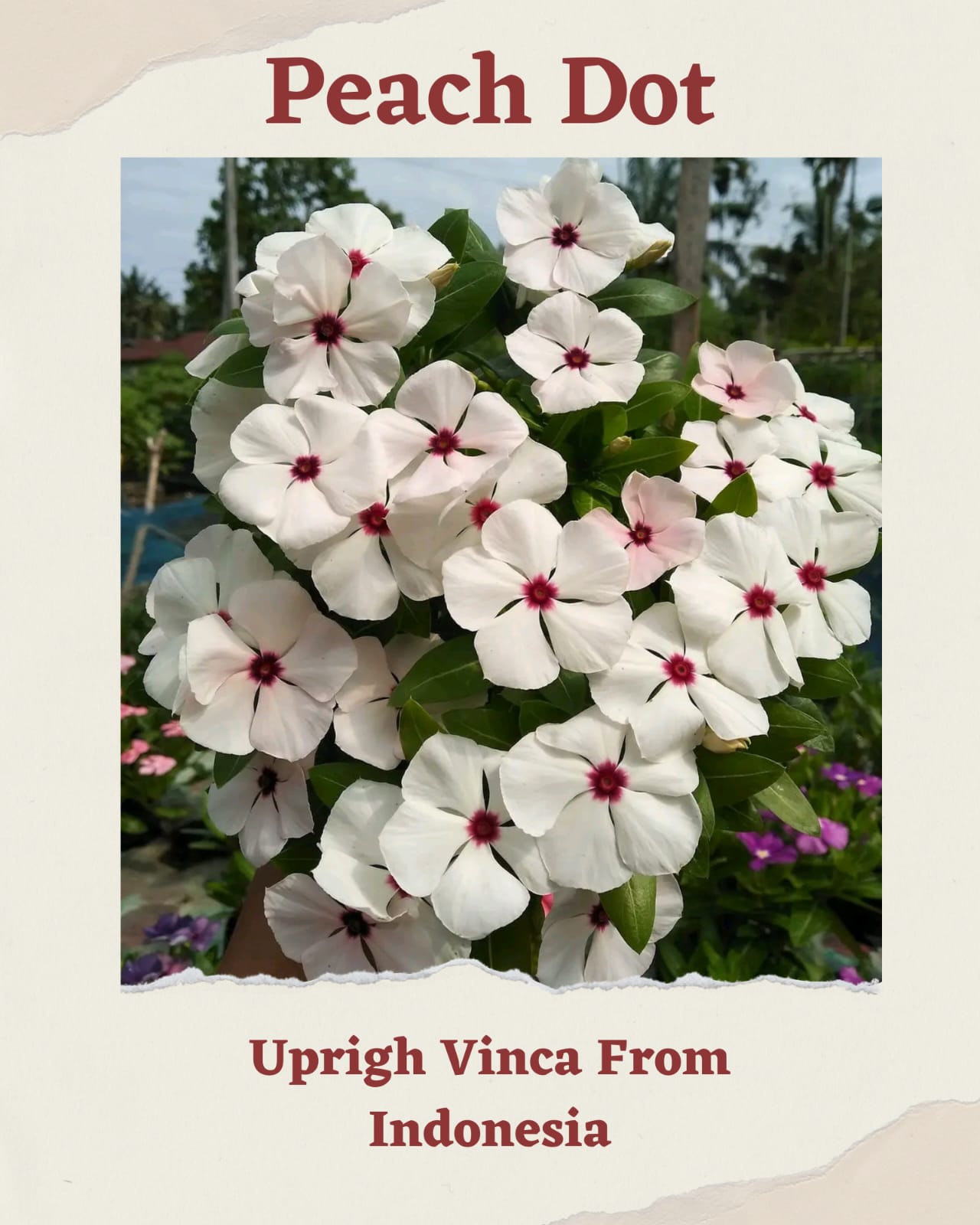 Vinca Pink Blue Eye & Peach Dot (1 pack contain 100,50 & 20 Seeds)