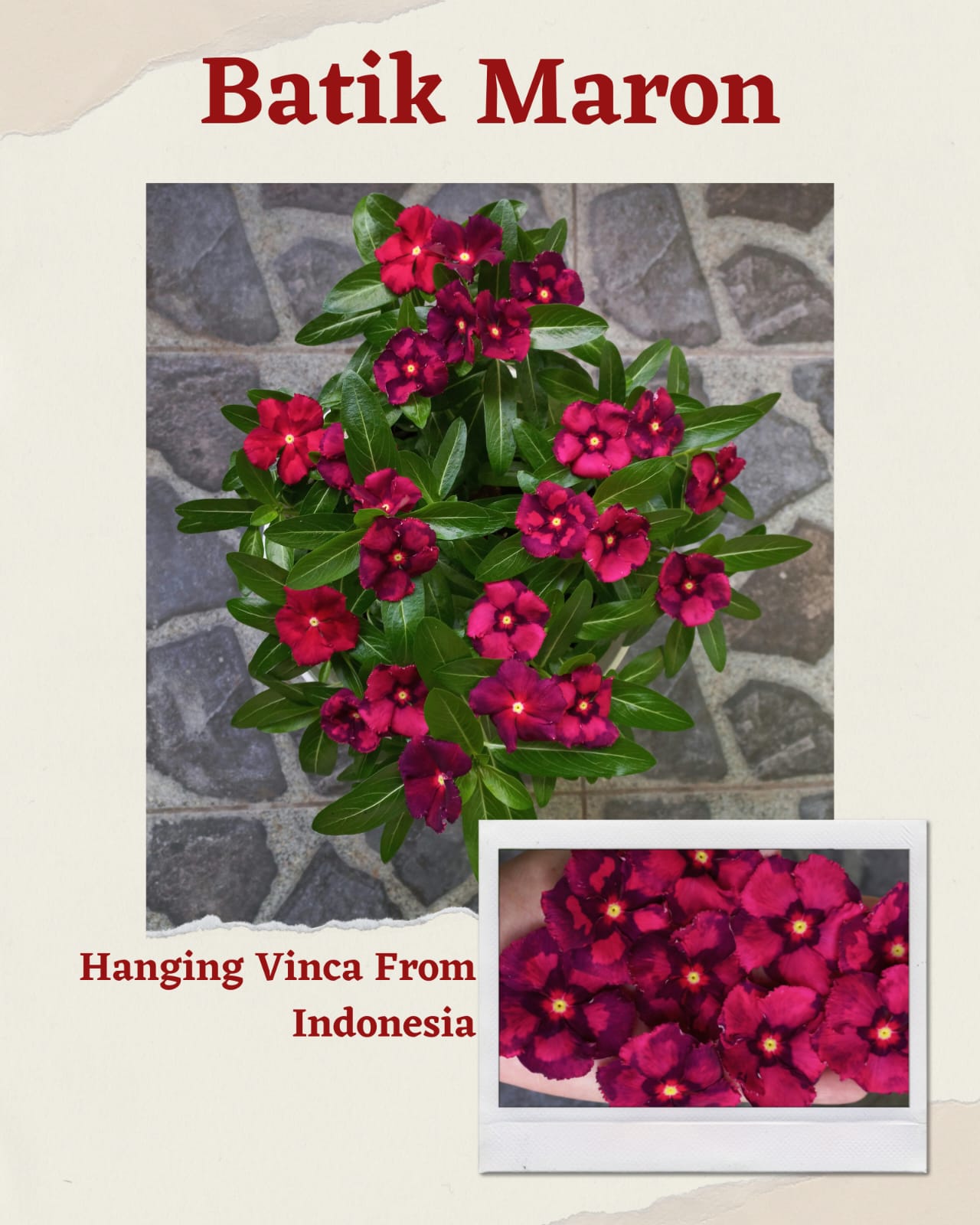 Vinca Rose Pink Halo & Batik Maroon (1 pack contain 100,50 & 20 Seeds)
