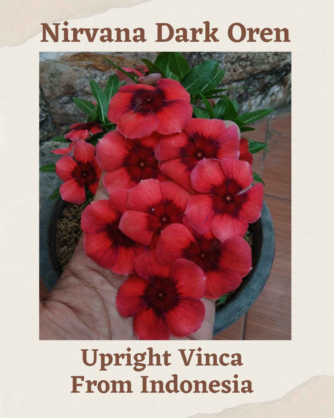 Varietas Premium Vinca Seeds Scarlet Ring Red, Nirvana Dark Orange,Red Velvet,Ring Pink Star