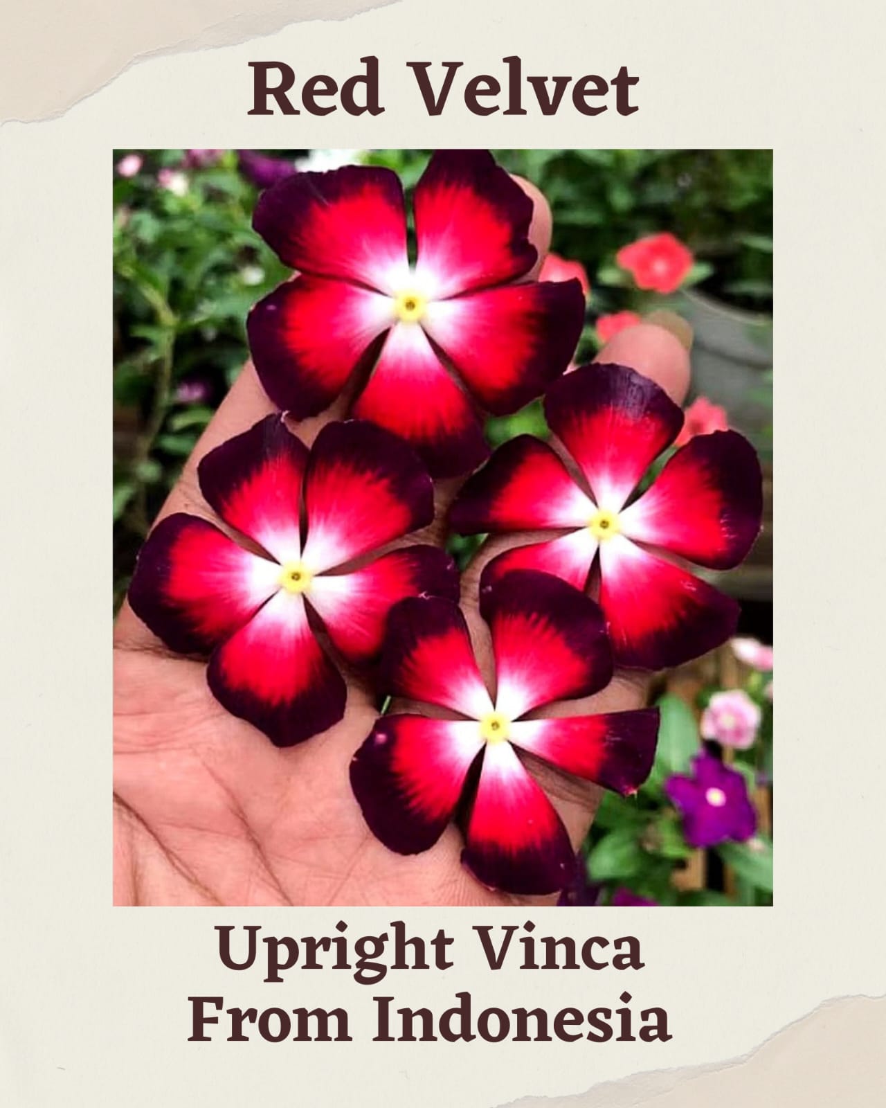 Varietas Premium Vinca Seeds Red Velvet (1 pack contain 100,50 & 20 Seeds)