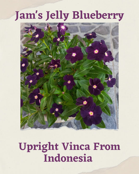 Varietas Premium Vinca Seeds Jam's Jelly Bluberry,Exotic Purple Eye,Batik Velvet Dusk,Black Halo (1 pack contain 100 Seeds)
