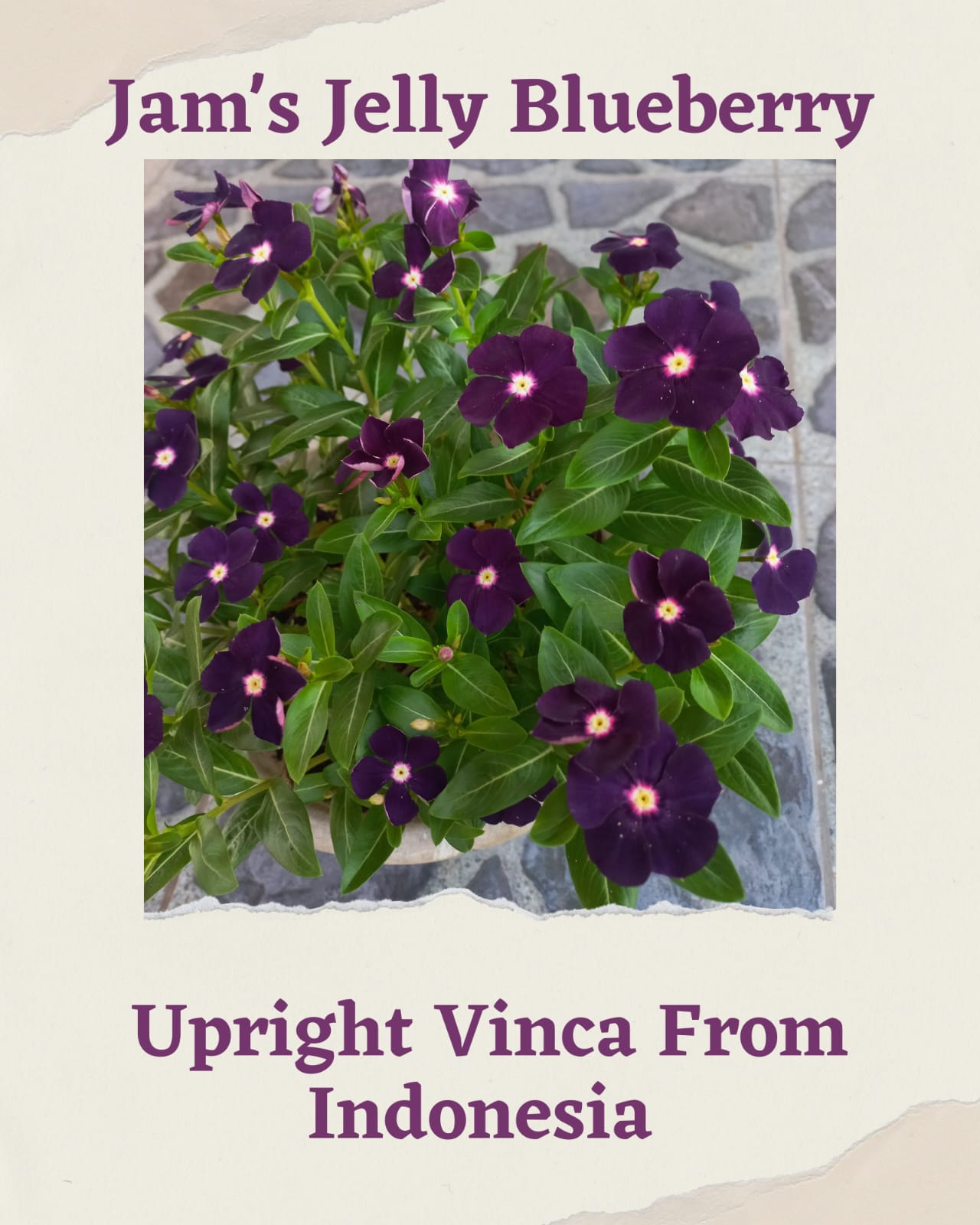 Varietas Premium Vinca Seeds Jam's Jelly Blueberry (1 pack contain 100,50 & 20 Seeds)