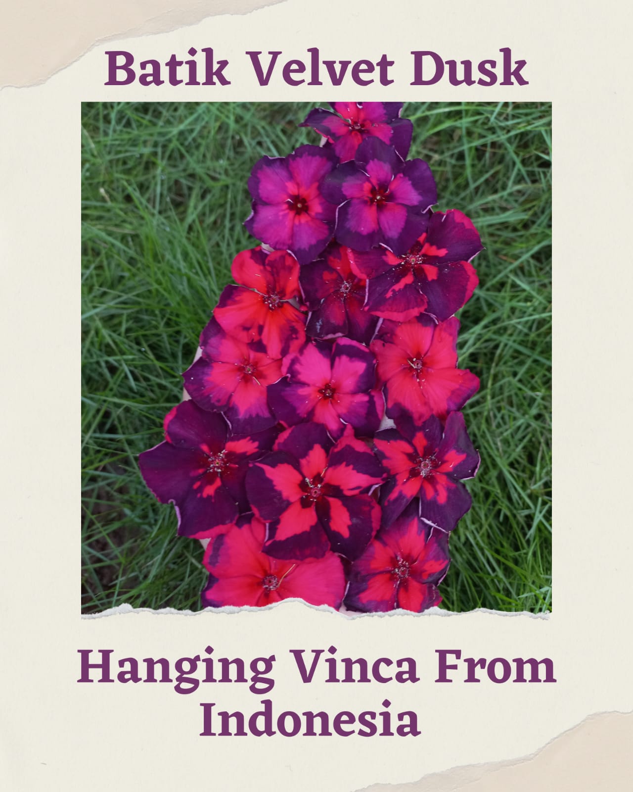 Varietas Premium Vinca Seeds Jam's Jelly Bluberry,Exotic Purple Eye,Batik Velvet Dusk,Black Halo (1 pack contain 100 Seeds)