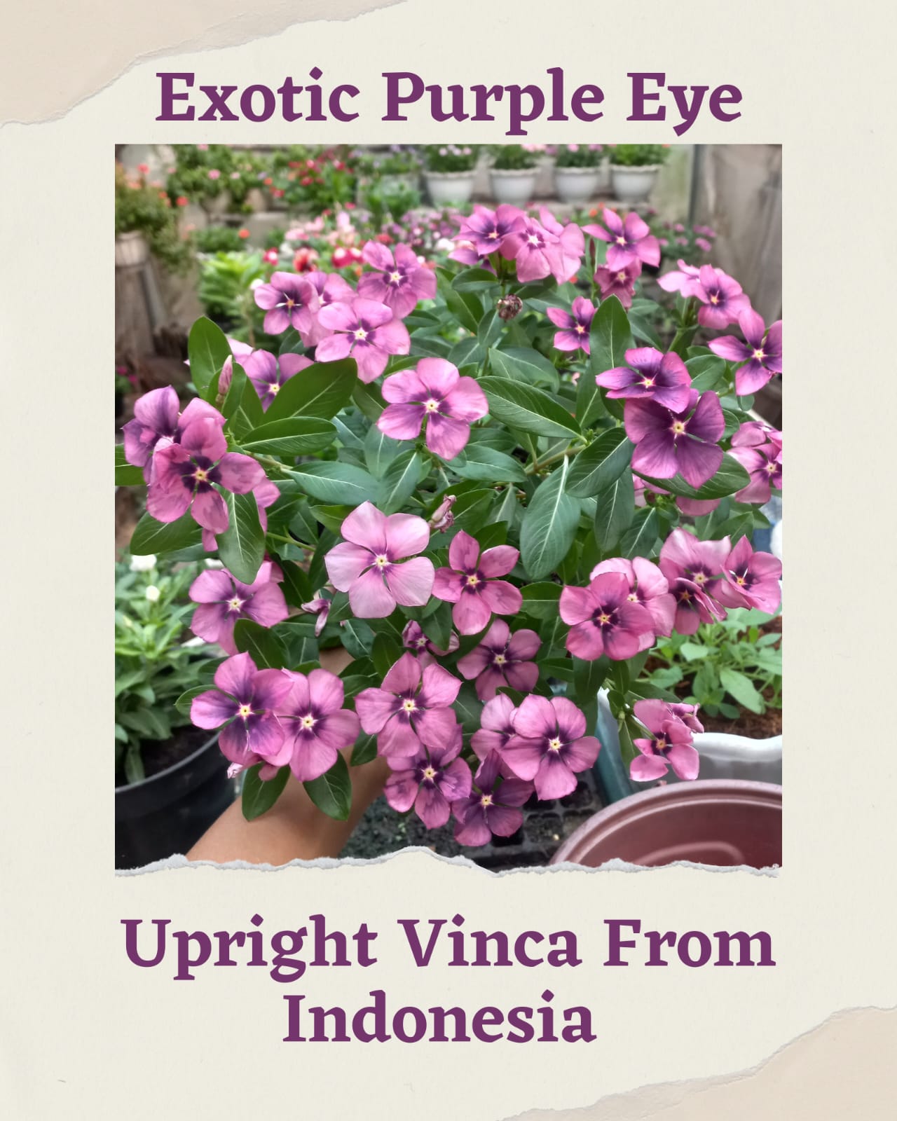 Varietas Premium Vinca Seeds Jam's Jelly Bluberry,Exotic Purple Eye,Batik Velvet Dusk,Black Halo (1 pack contain 100 Seeds)