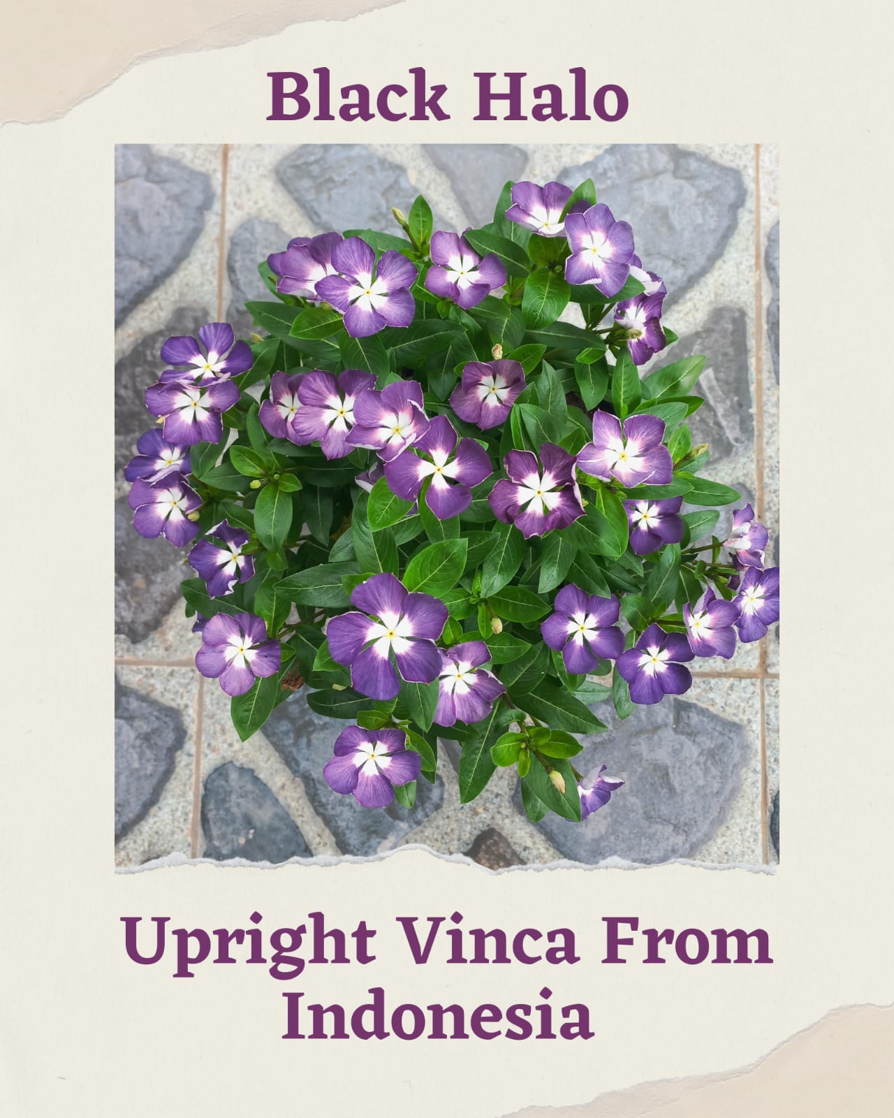 Varietas Premium Vinca Seeds Jam's Jelly Bluberry,Exotic Purple Eye,Batik Velvet Dusk,Black Halo (1 pack contain 100 Seeds)