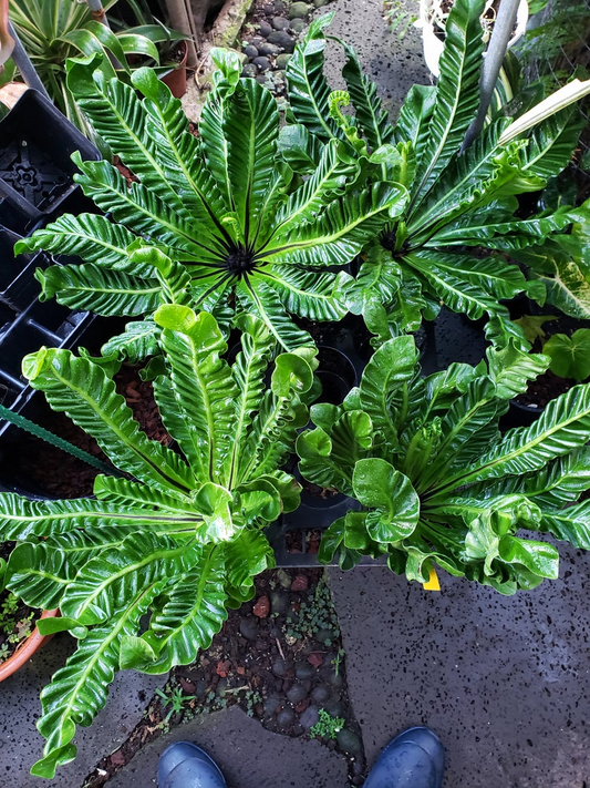 Asplenium Nidus Cobra Fern | Free Phytosanitary