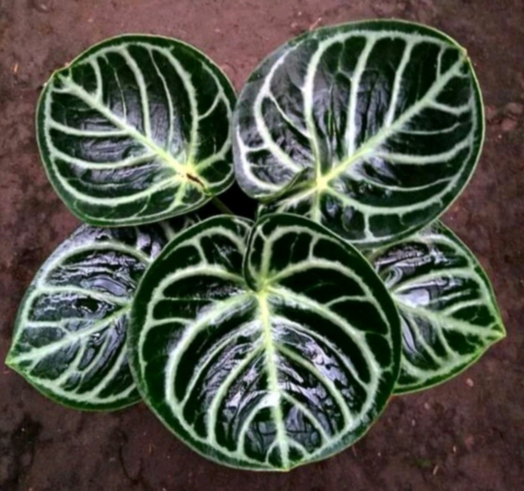 Anthurium Dorayaki Original FREE Phytosanitary