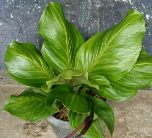 Anthurium Jemani Cobra FREE Phytosanitary