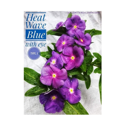 Vinca Pink Blue Eye & Peach Dot (1 pack contain 100,50 & 20 Seeds)