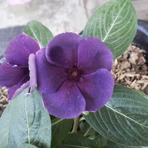 Varietas Premium Vinca Seeds Jam's Jelly Blueberry (1 pack contain 100,50 & 20 Seeds)