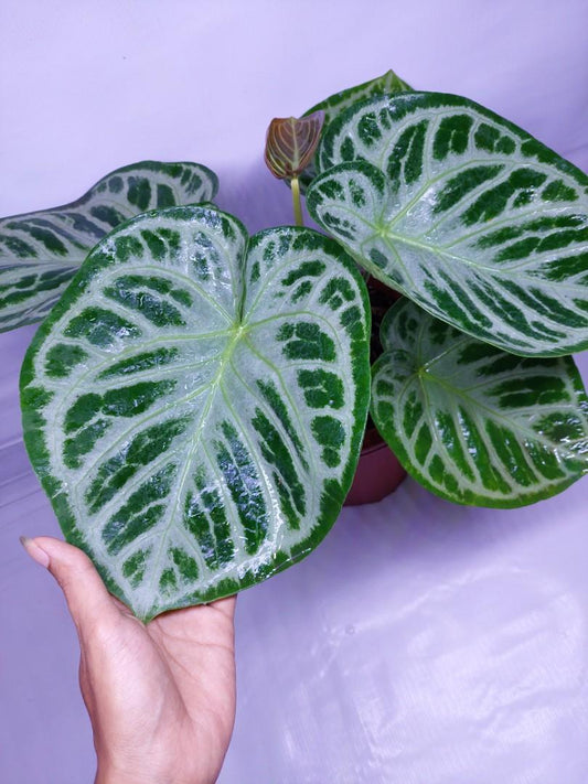 Anthurium Dorayaki Silver FREE Phytosanitary
