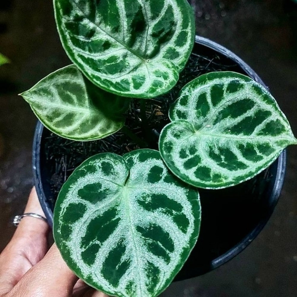 Anthurium Dorayaki Silver FREE Phytosanitary