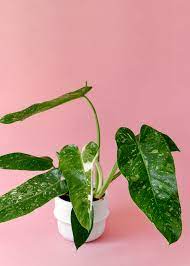 PHILODENDRON Josee Buono Variegated Free Phytosanitary
