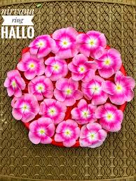 Varietas Premium Vinca Seeds Pink Ring Hallo (1 pack contain 100,50 & 20 Seeds)