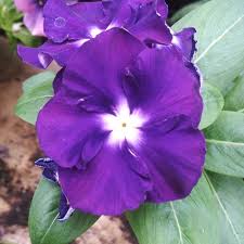 Varietas Premium Vinca Seeds Mystic Purple (1 pack contain 100,50 & 20 Seeds)