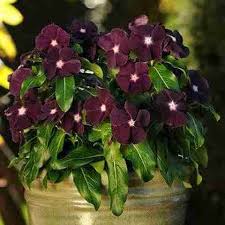 Varietas Premium Vinca Seeds Black Purple (1 pack contain 100,50 & 20 Seeds)
