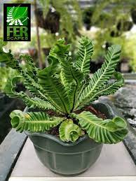 Asplenium Nidus Cobra Fern | Free Phytosanitary