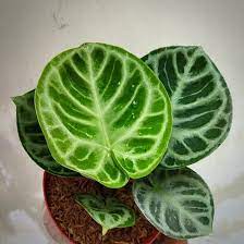 Anthurium Dorayaki Original FREE Phytosanitary