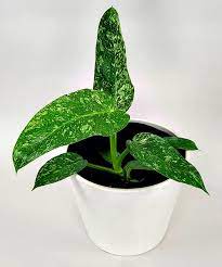 PHILODENDRON Josee Buono Variegated Free Phytosanitary