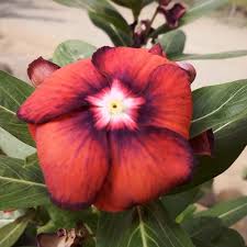 Varietas Premium Vinca Seeds Exotic Orange (1 pack contain 100,50 & 20 Seeds)