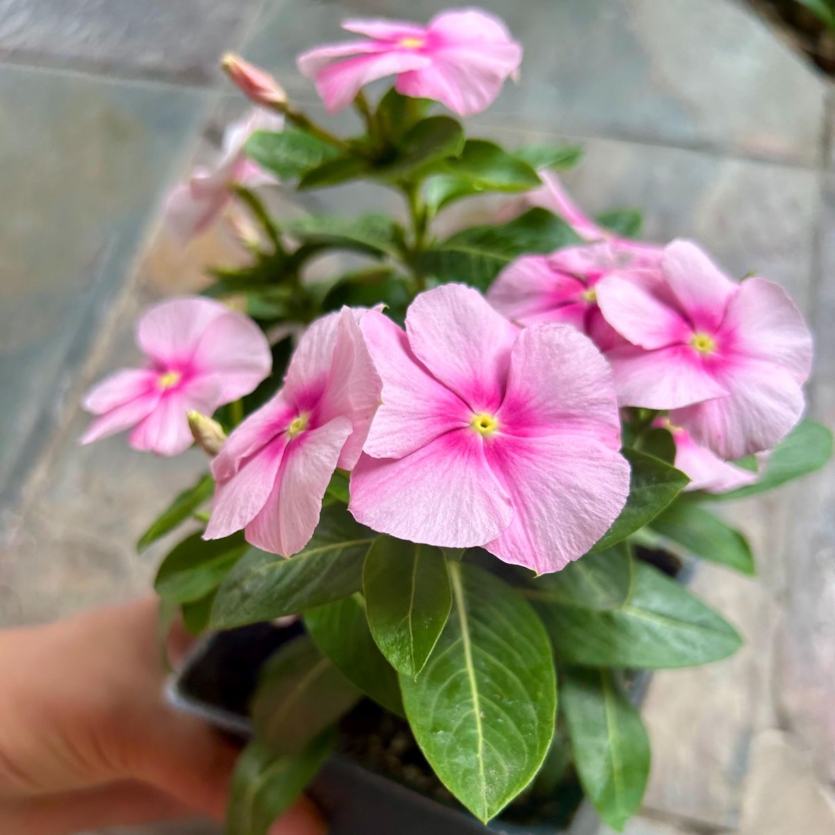 Varietas Premium Vinca Seeds Pink Ring Hallo (1 pack contain 100,50 & 20 Seeds)
