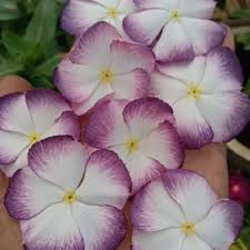 Varietas Premium Vinca Seeds Ningrum White Splash (1 pack contain 100,50 & 20 Seeds)