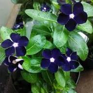 Varietas Premium Vinca Seeds Jam's Jelly Blueberry (1 pack contain 100,50 & 20 Seeds)