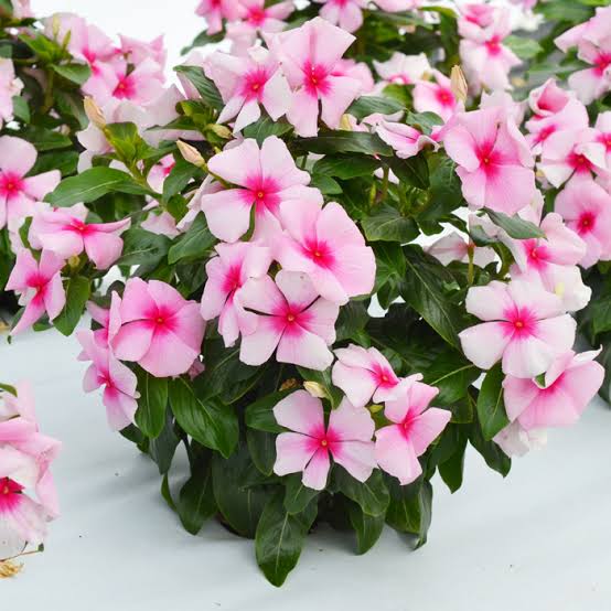 Varietas Premium Vinca Pasifica Xp Blush (1 pack contain 100,50 & 20 Seeds)