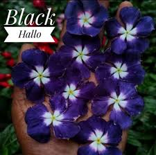 Varietas Premium Vinca Seeds Black Hallo (1 pack contain 100,50 & 20 Seeds)