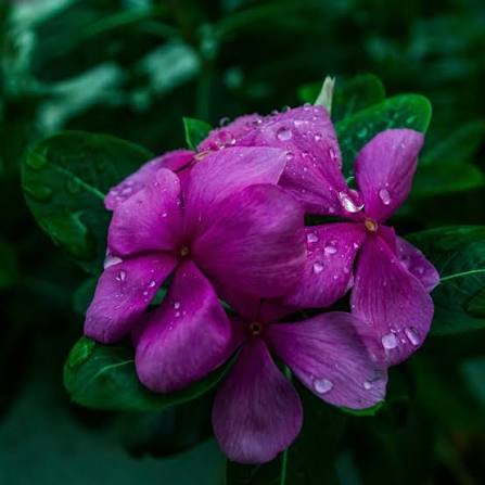 Varietas Premium Vinca Seeds Exotic Blueberry(1 pack contain 100,50 & 20 Seeds)