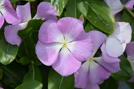 Varietas Premium Vinca Seeds Curly Lavender Halo (1 pack contain 100,50 & 20 Seeds)