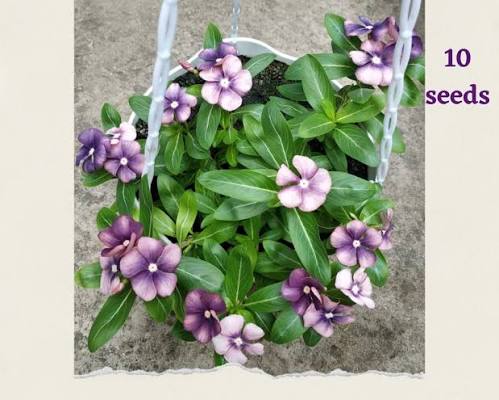 Varietas Premium Vinca Rare Hanging Japanese Monet (1 pack contain 100,50 & 20 Seeds)