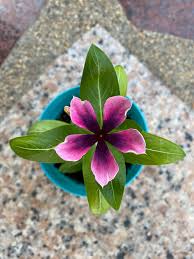 Varietas Premium Vinca Seeds Nirvana Purple Splash (1 pack contain 100,50 & 20 Seeds)