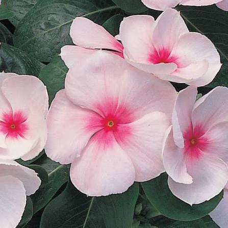 Varietas Premium Vinca Pasifica Xp Blush (1 pack contain 100,50 & 20 Seeds)