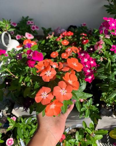 Varietas Premium Vinca Seeds Orange Halo (1 pack contain 100,50 & 20 Seeds)