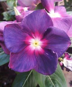 Varietas Premium Vinca Seeds Exotic Purple Pink (1 pack contain 100,50 & 20 Seeds)