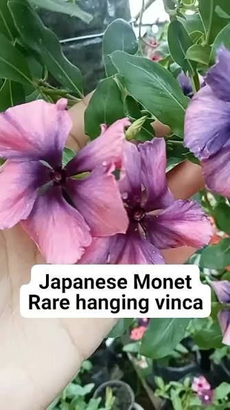 Varietas Premium Vinca Rare Hanging Japanese Monet (1 pack contain 100,50 & 20 Seeds)
