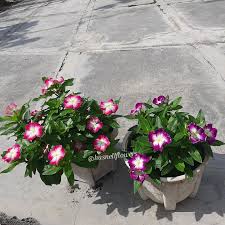 Varietas Premium Vinca Seeds Nirvana Purple Splash (1 pack contain 100,50 & 20 Seeds)