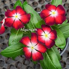 Varietas Premium Vinca Seeds Red Velvet (1 pack contain 100,50 & 20 Seeds)