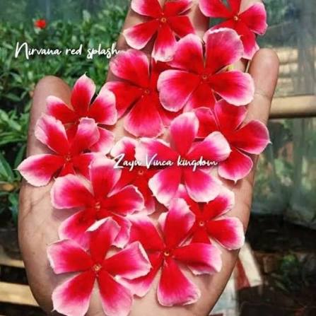 Varietas Premium Vinca Seeds Nirvana Red Splash (1 pack contain 100,50 & 20 Seeds)