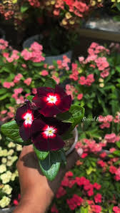 Varietas Premium Vinca Seeds Red Velvet (1 pack contain 100,50 & 20 Seeds)