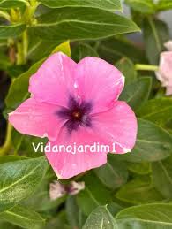 Varietas Premium Vinca Seeds Purple Lace (1 pack contain 100,50 & 20 Seeds)