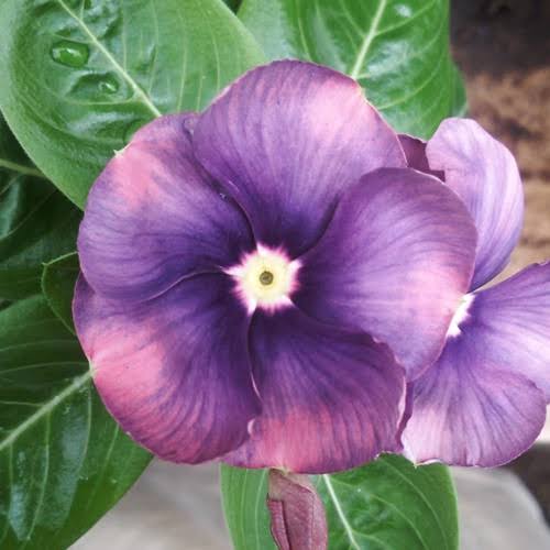 Varietas Premium Vinca Seeds Exotic Purple Pink (1 pack contain 100,50 & 20 Seeds)