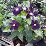 Varietas Premium Vinca Seeds Jam's Jelly Blueberry (1 pack contain 100,50 & 20 Seeds)