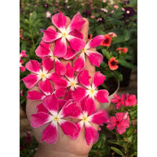 Varietas Premium Vinca Seeds Fairy Star (1 pack contain 100,50 & 20 Seeds)