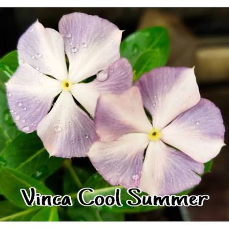 Varietas Premium Vinca Seeds Cool Summer (1 pack contain 100,50 & 20 Seeds)