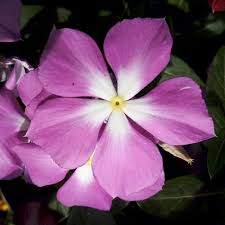 Varietas Premium Vinca Seeds Curly Lavender Halo (1 pack contain 100,50 & 20 Seeds)